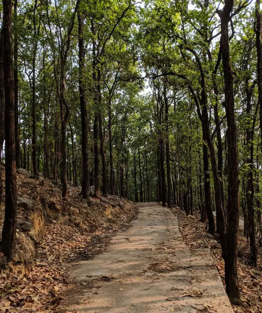 Khalanga forest stretch