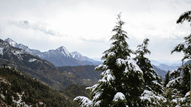 Deodar forest drive toward Dhanaulti